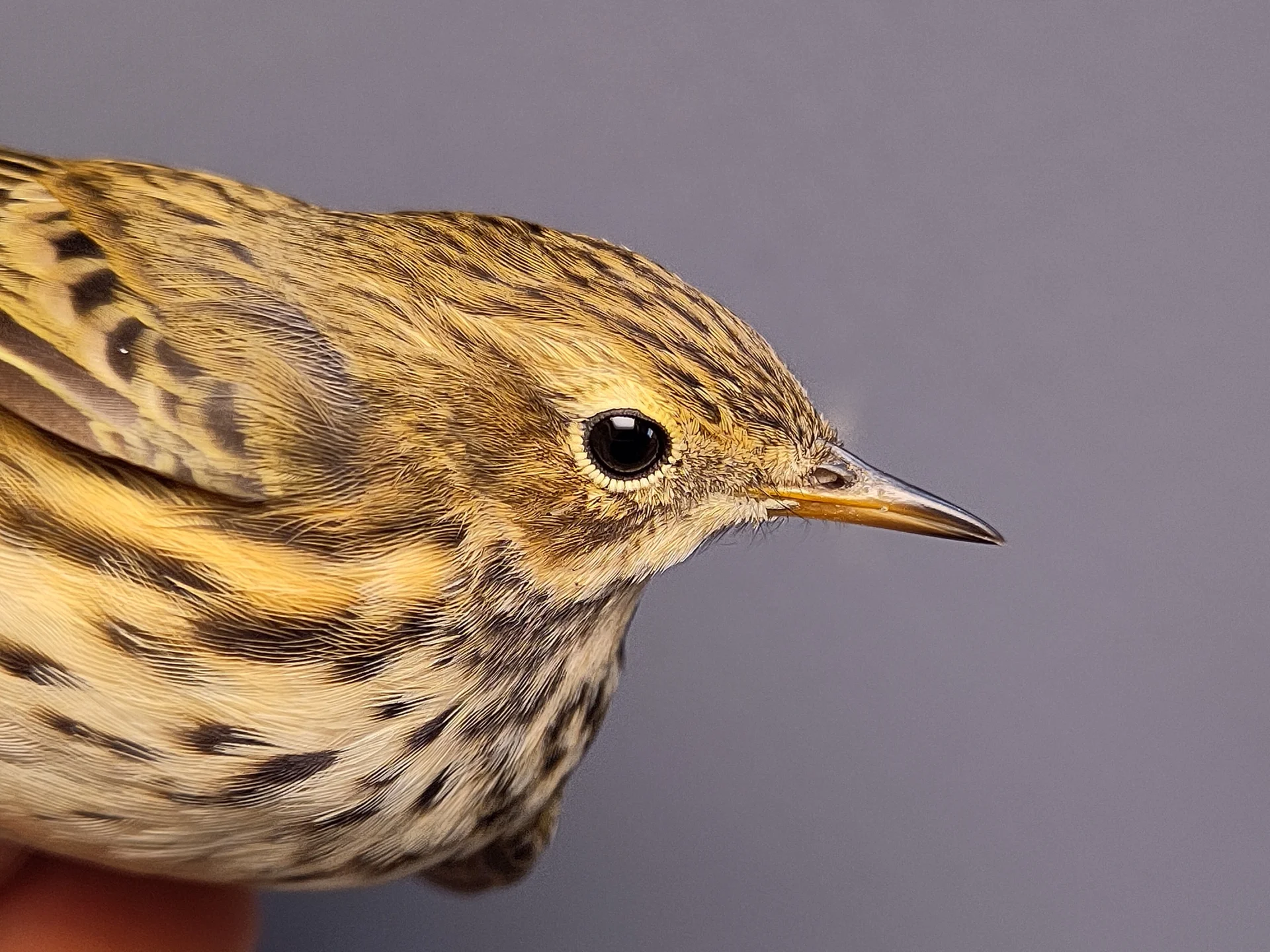 Vogelafbeelding