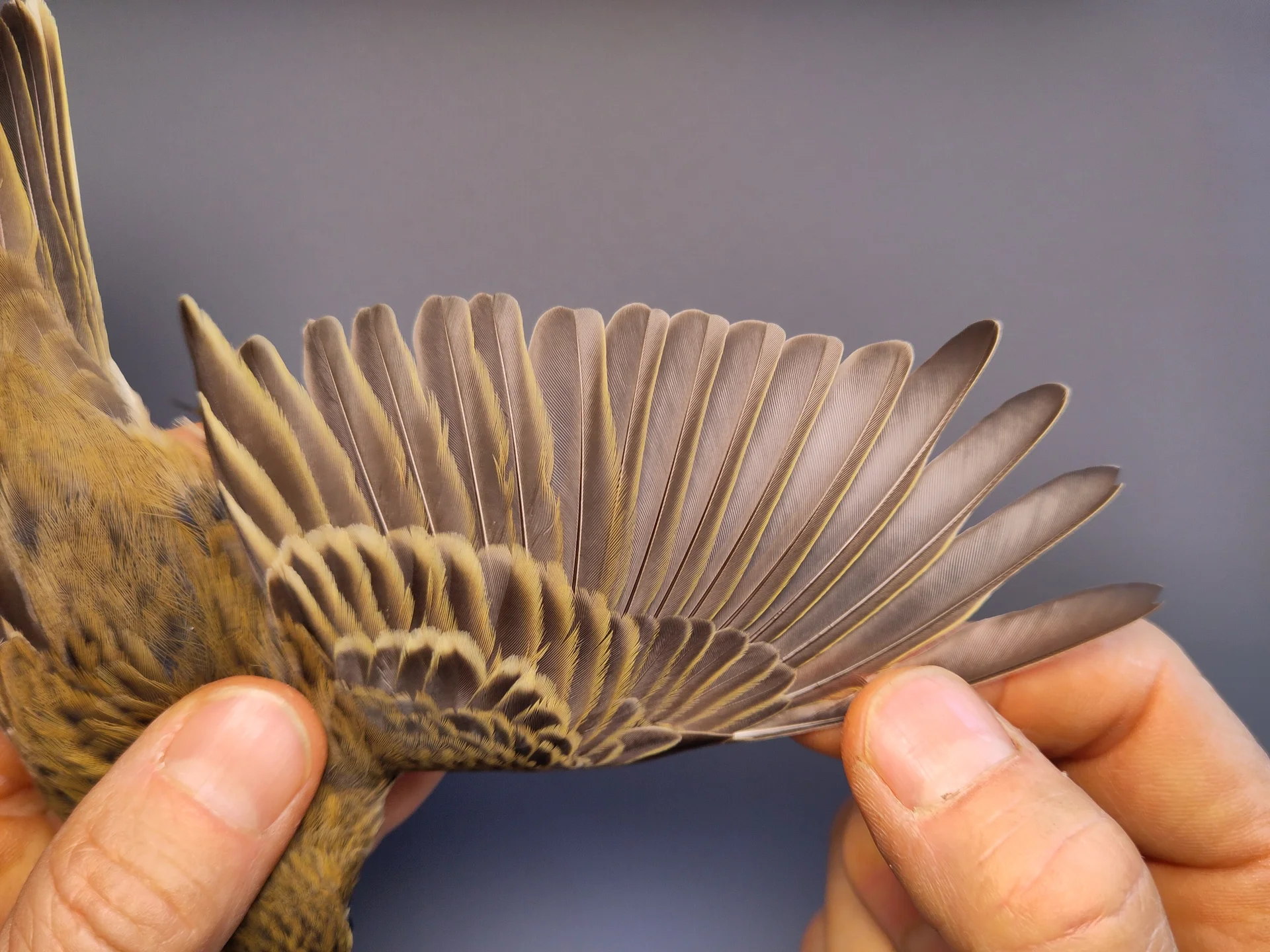 Vogelafbeelding