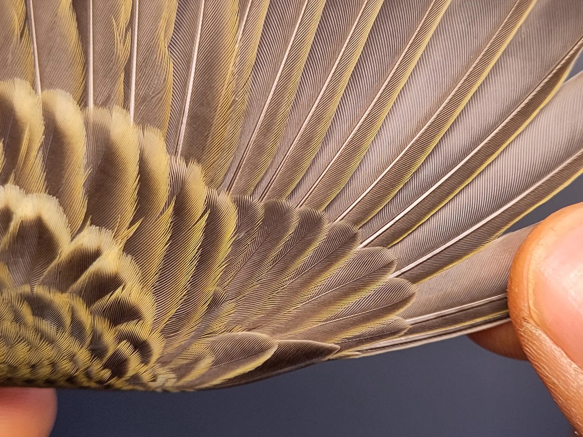 Vogelafbeelding