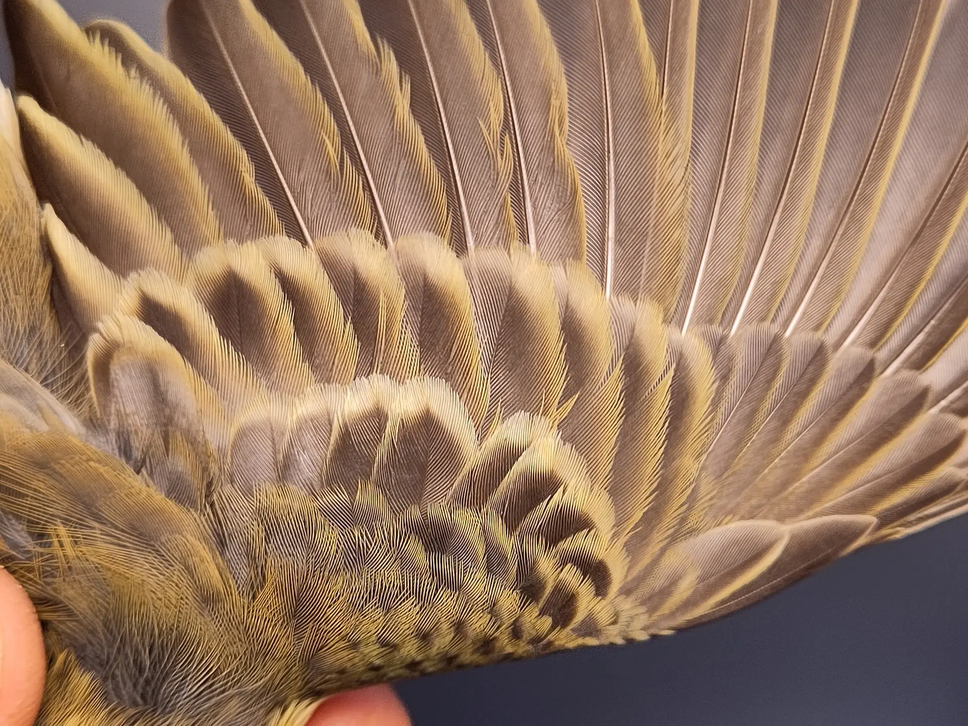 Vogelafbeelding