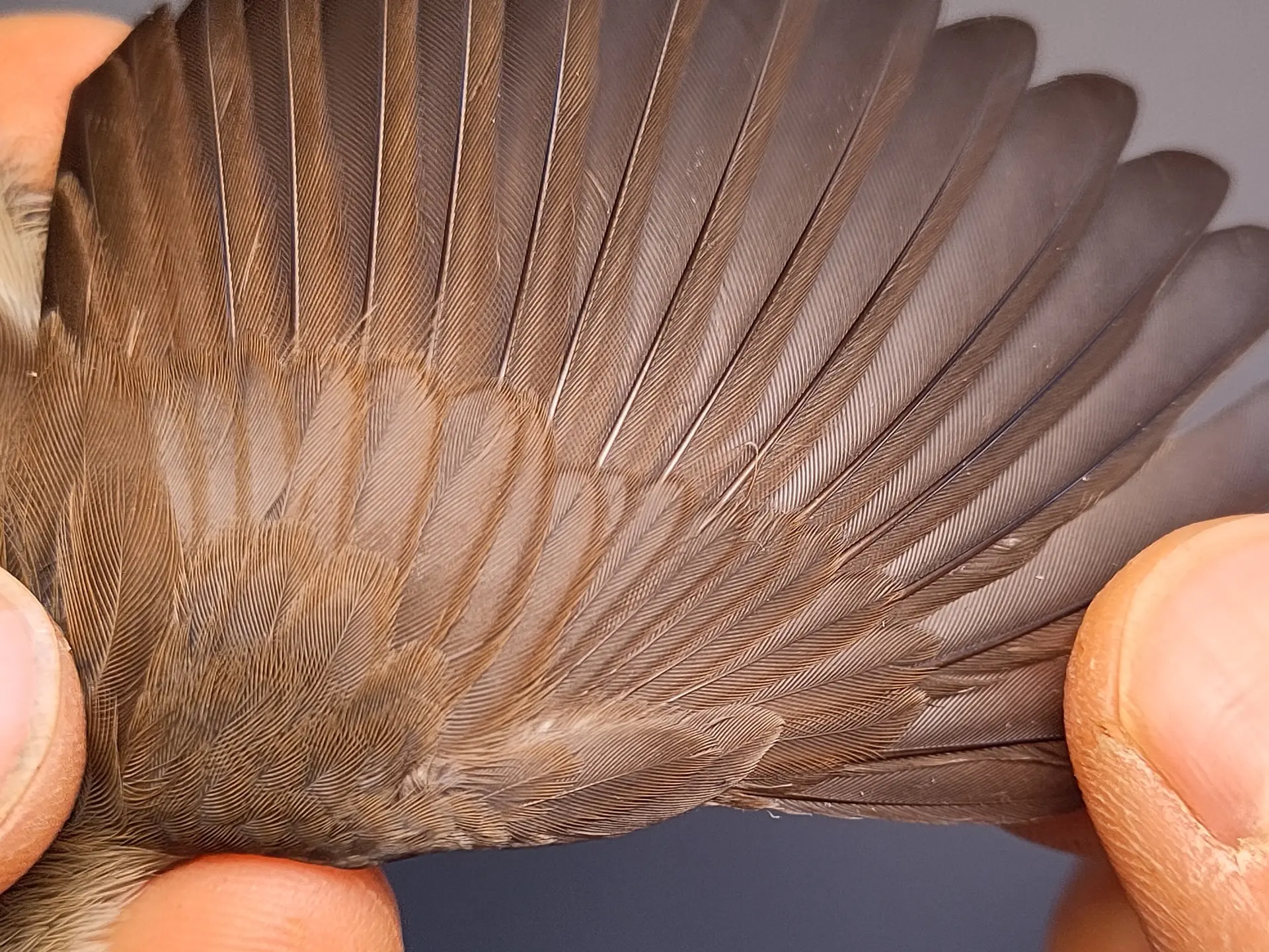 Vogelafbeelding