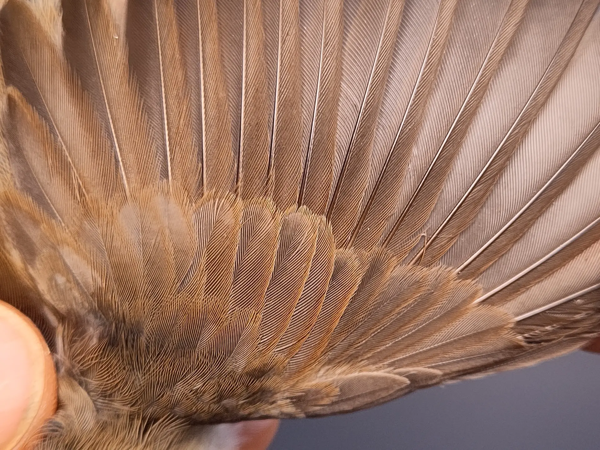 Vogelafbeelding