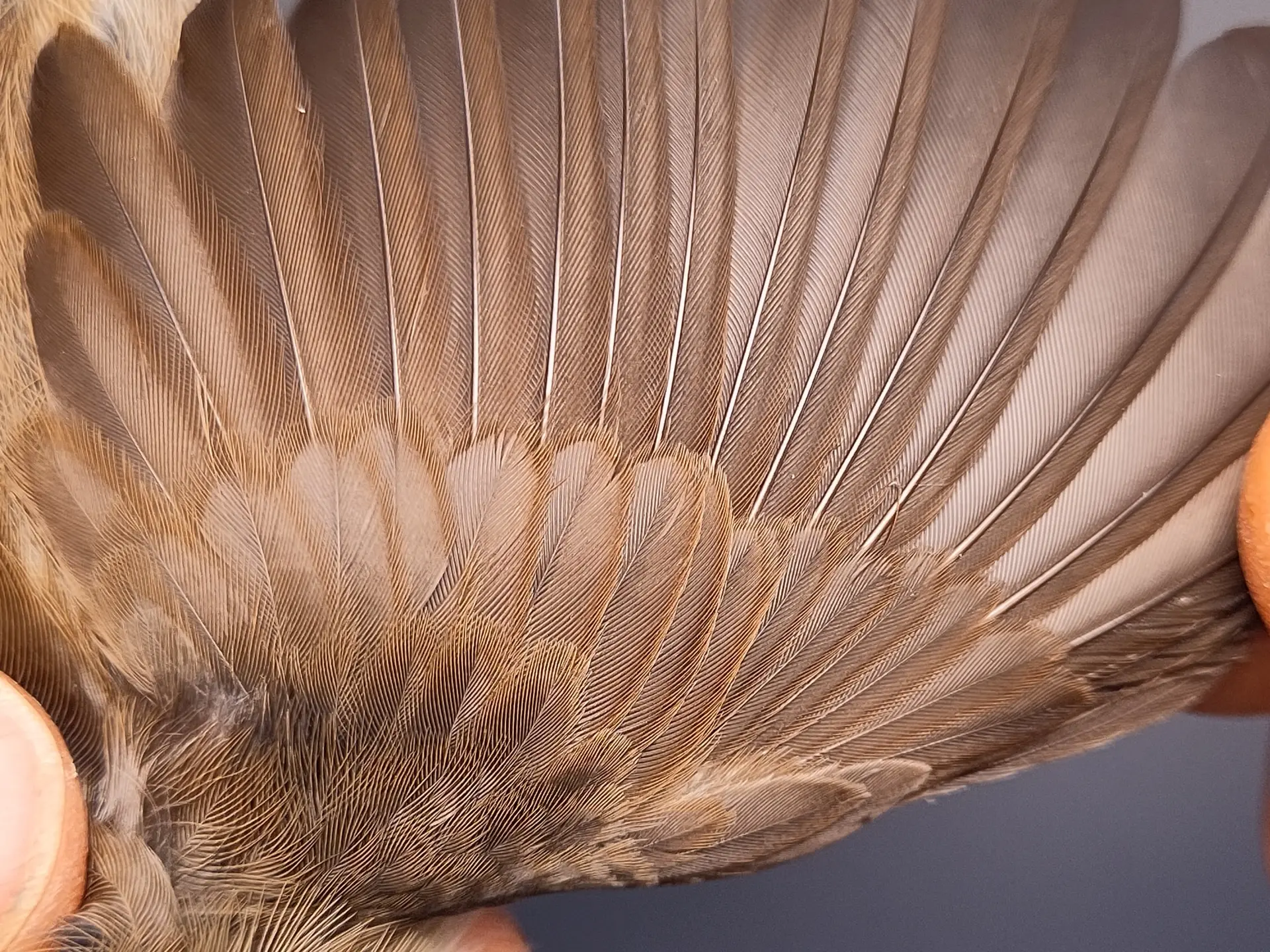 Vogelafbeelding