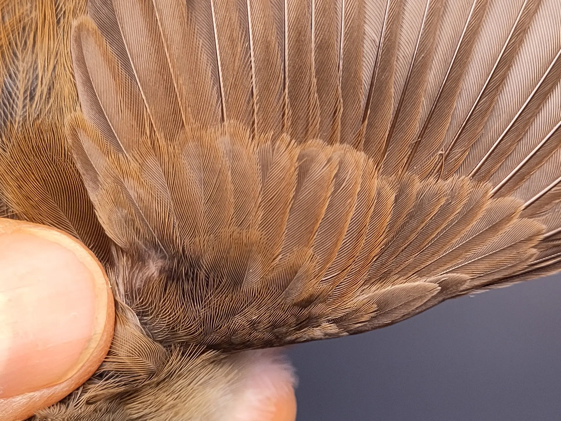 Vogelafbeelding