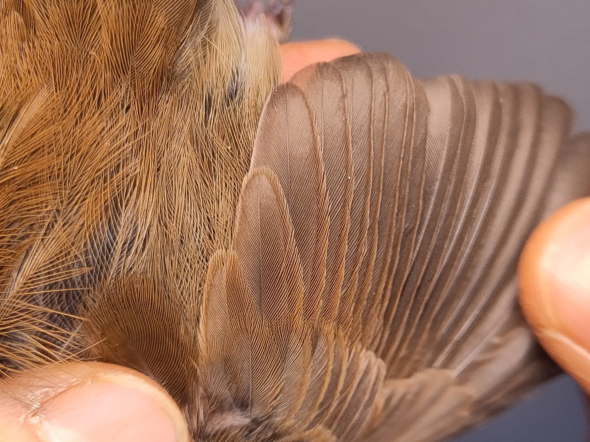 Vogelafbeelding
