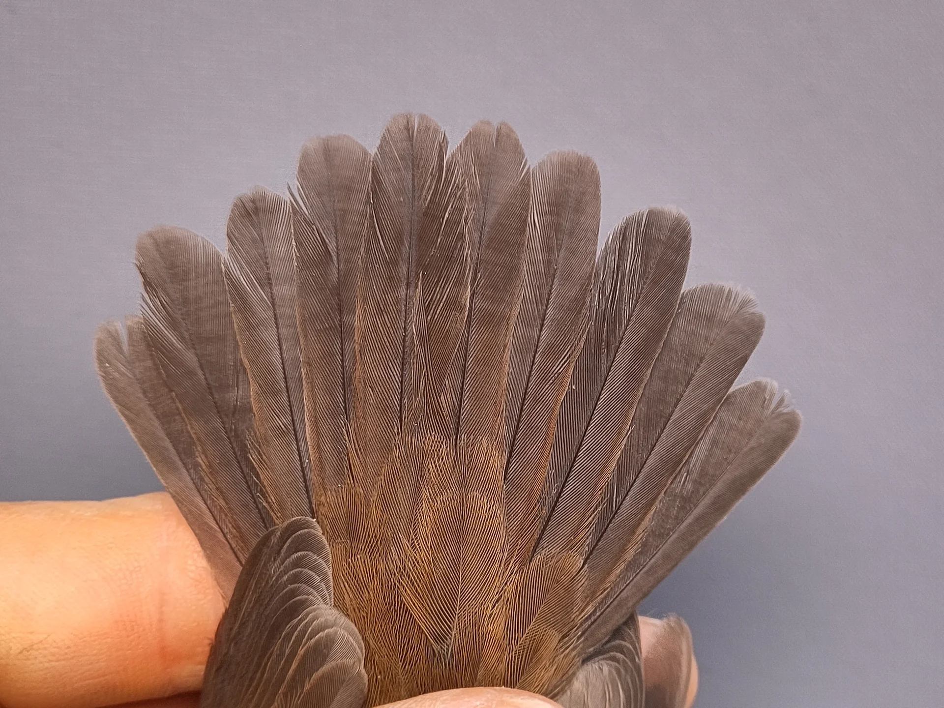 Vogelafbeelding