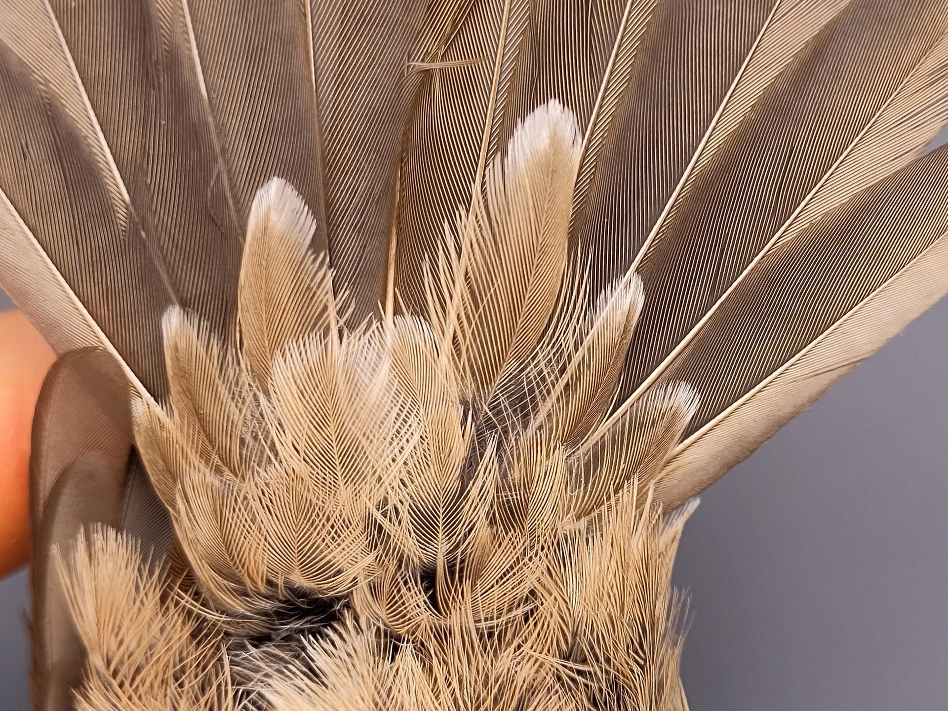 Vogelafbeelding