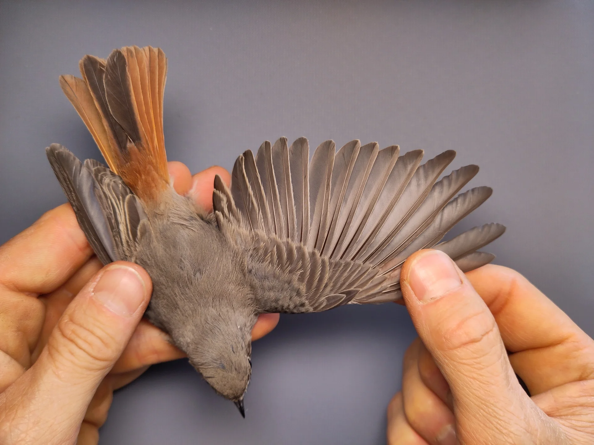 Vogelafbeelding