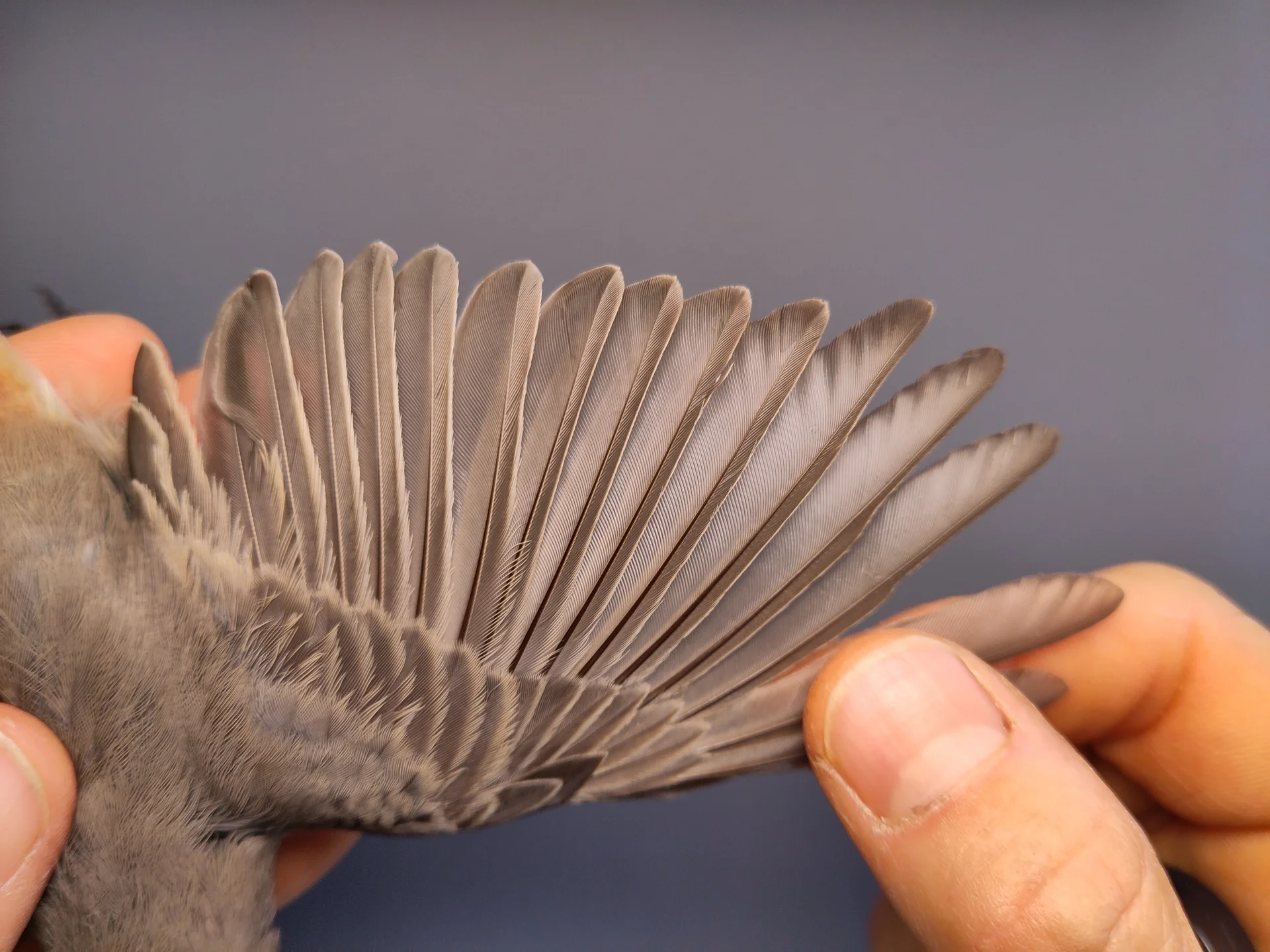 Vogelafbeelding