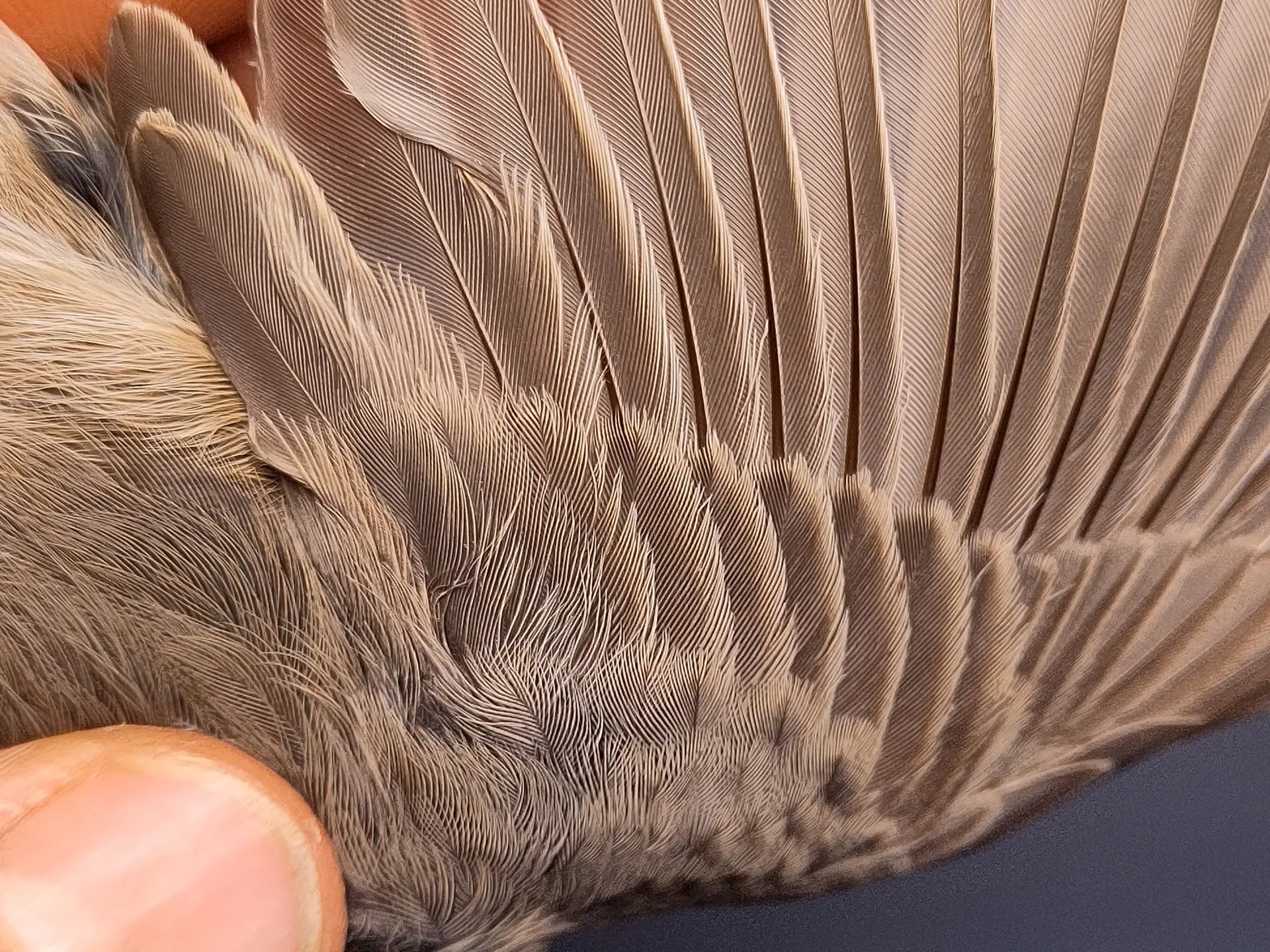 Vogelafbeelding