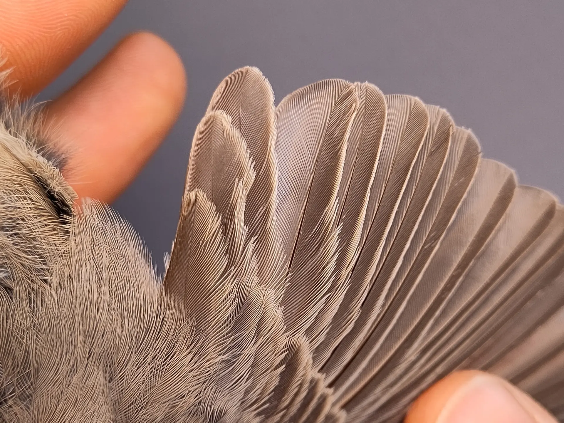 Vogelafbeelding