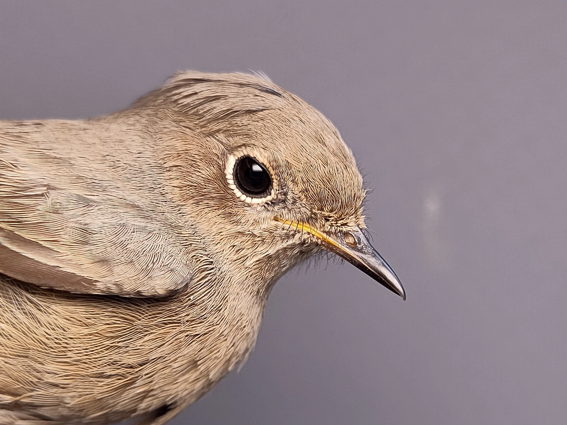 Vogelafbeelding