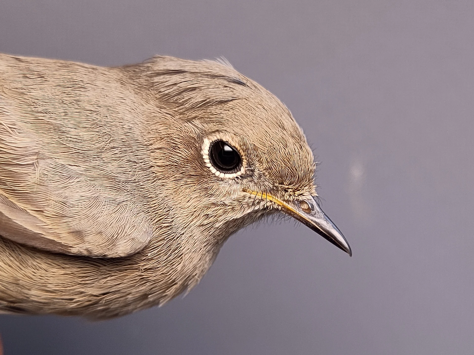 Vogelafbeelding