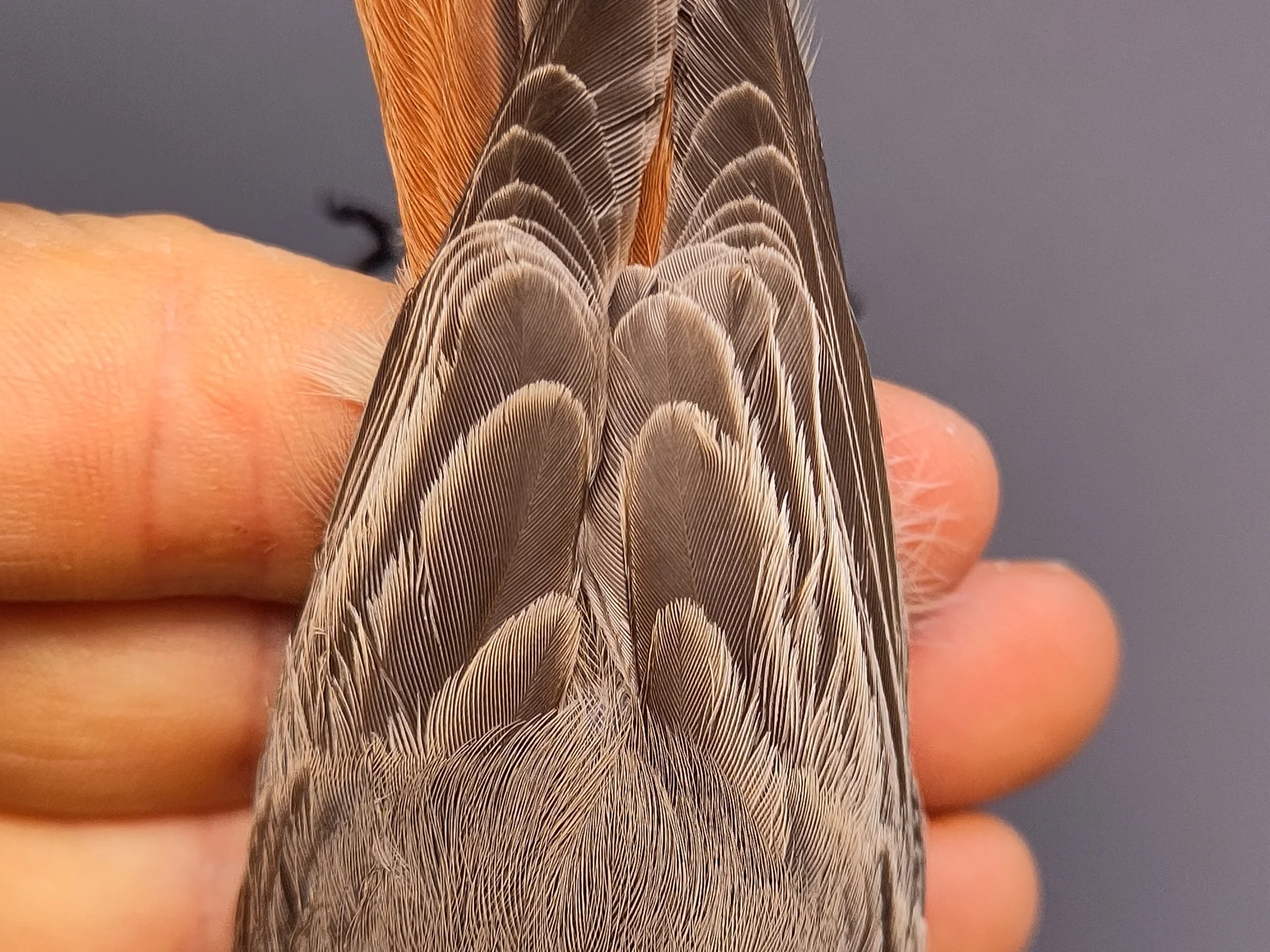 Vogelafbeelding