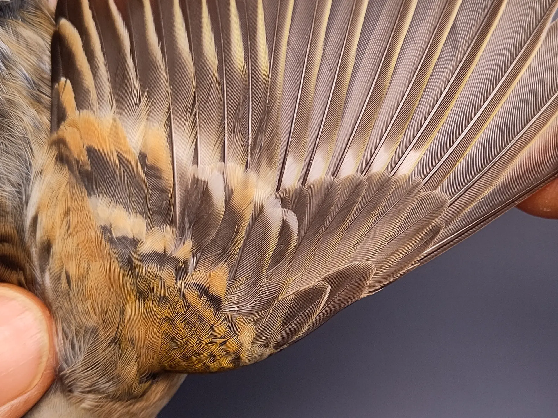 Vogelafbeelding