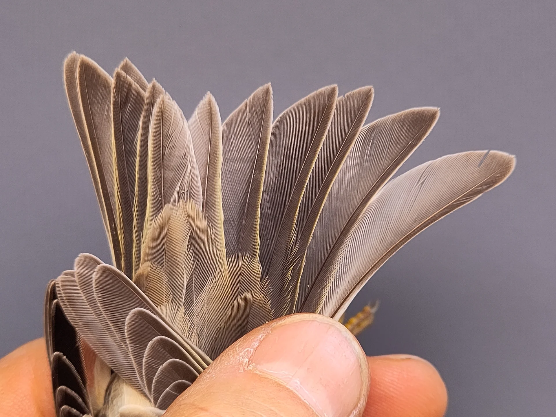 Vogelafbeelding