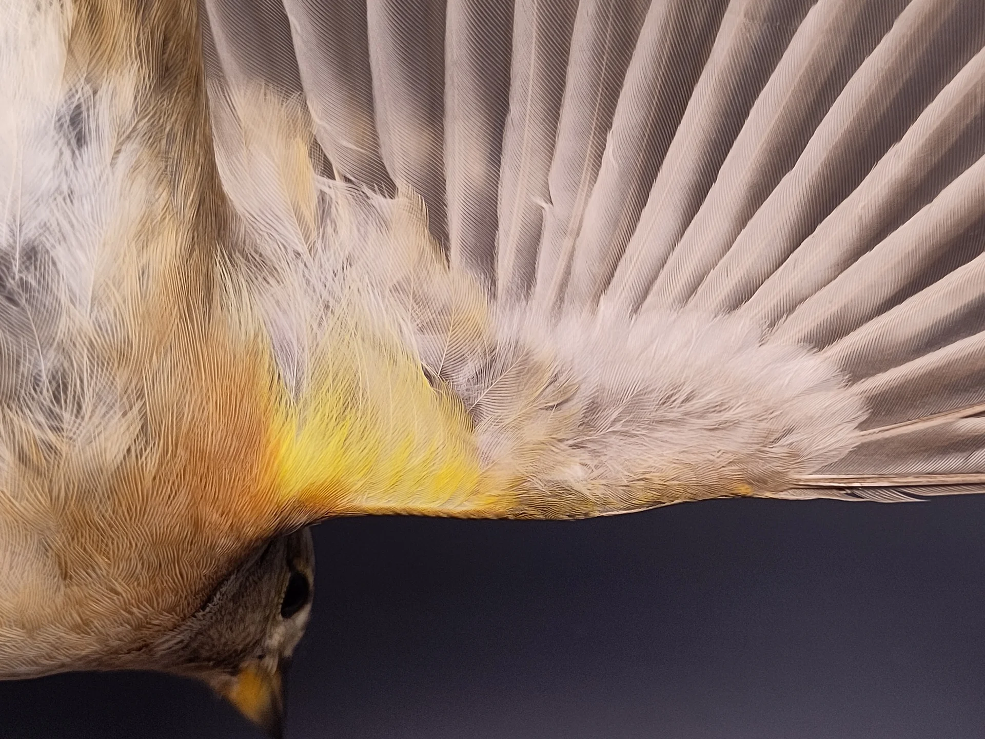 Vogelafbeelding