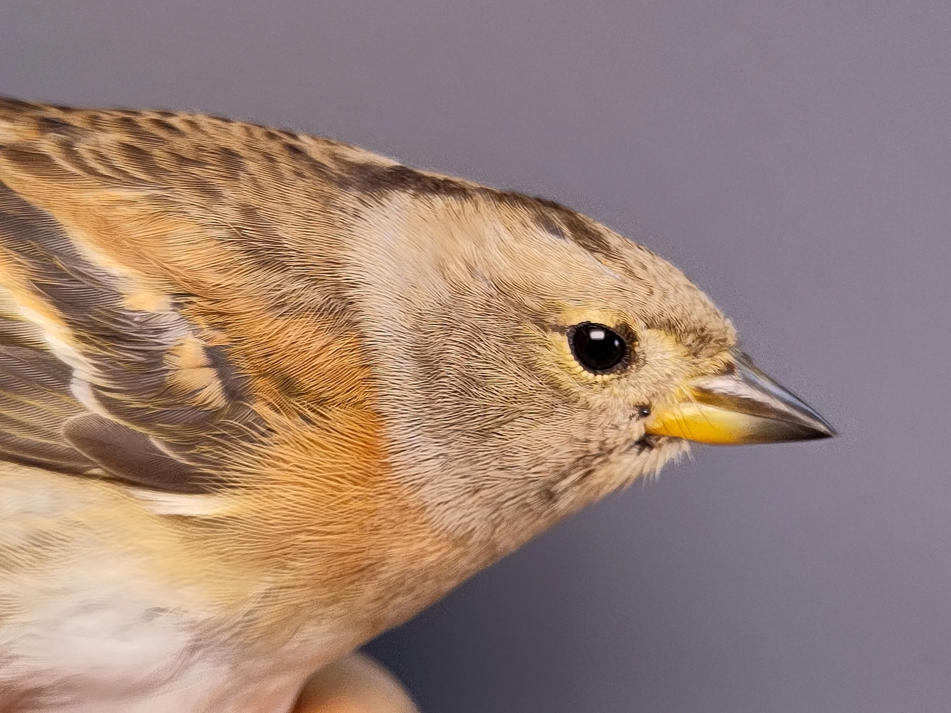 Vogelafbeelding