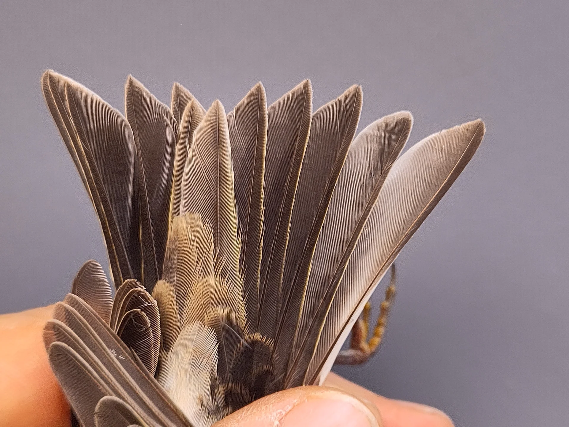Vogelafbeelding