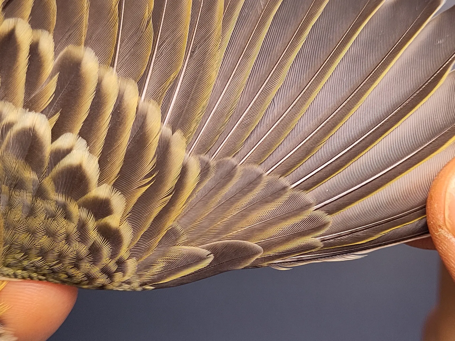 Vogelafbeelding
