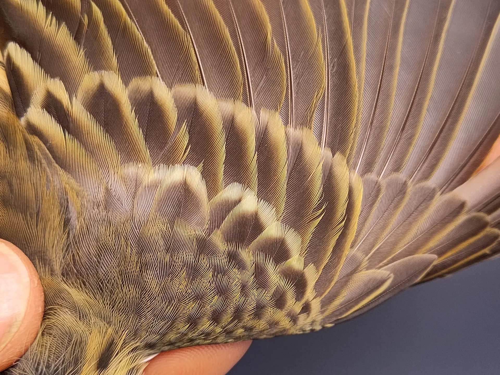 Vogelafbeelding