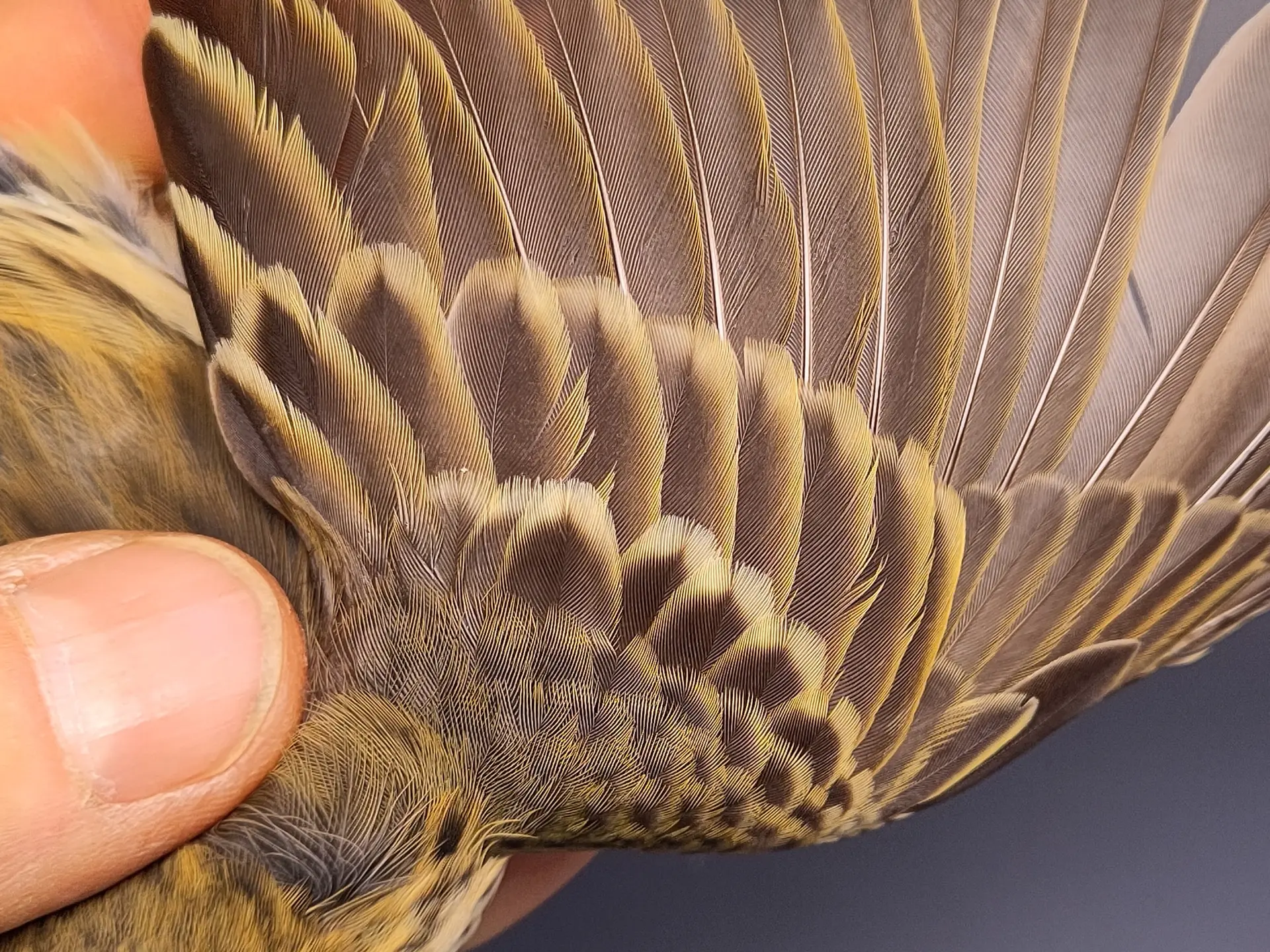 Vogelafbeelding