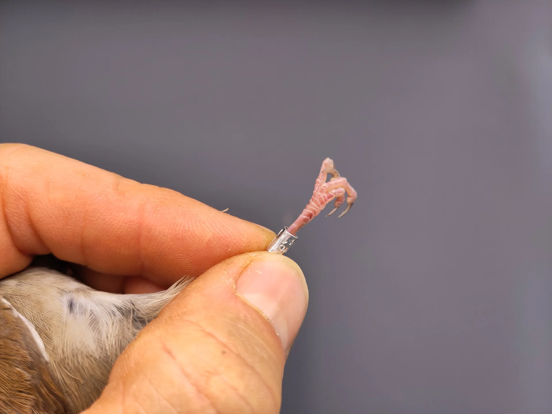 Vogelafbeelding
