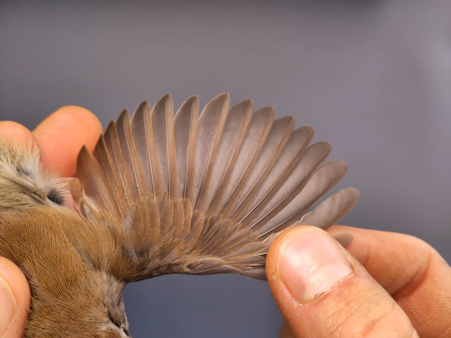 Vogelafbeelding