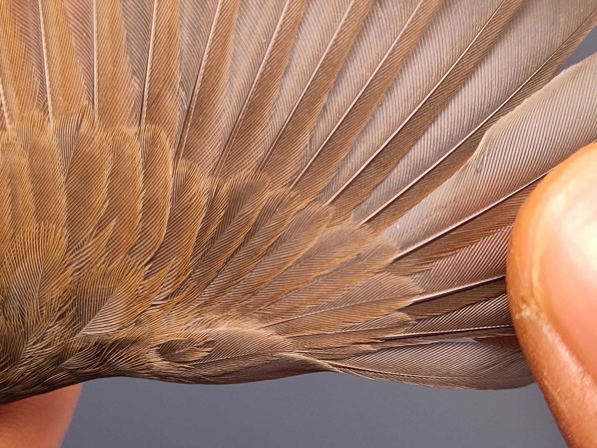 Vogelafbeelding