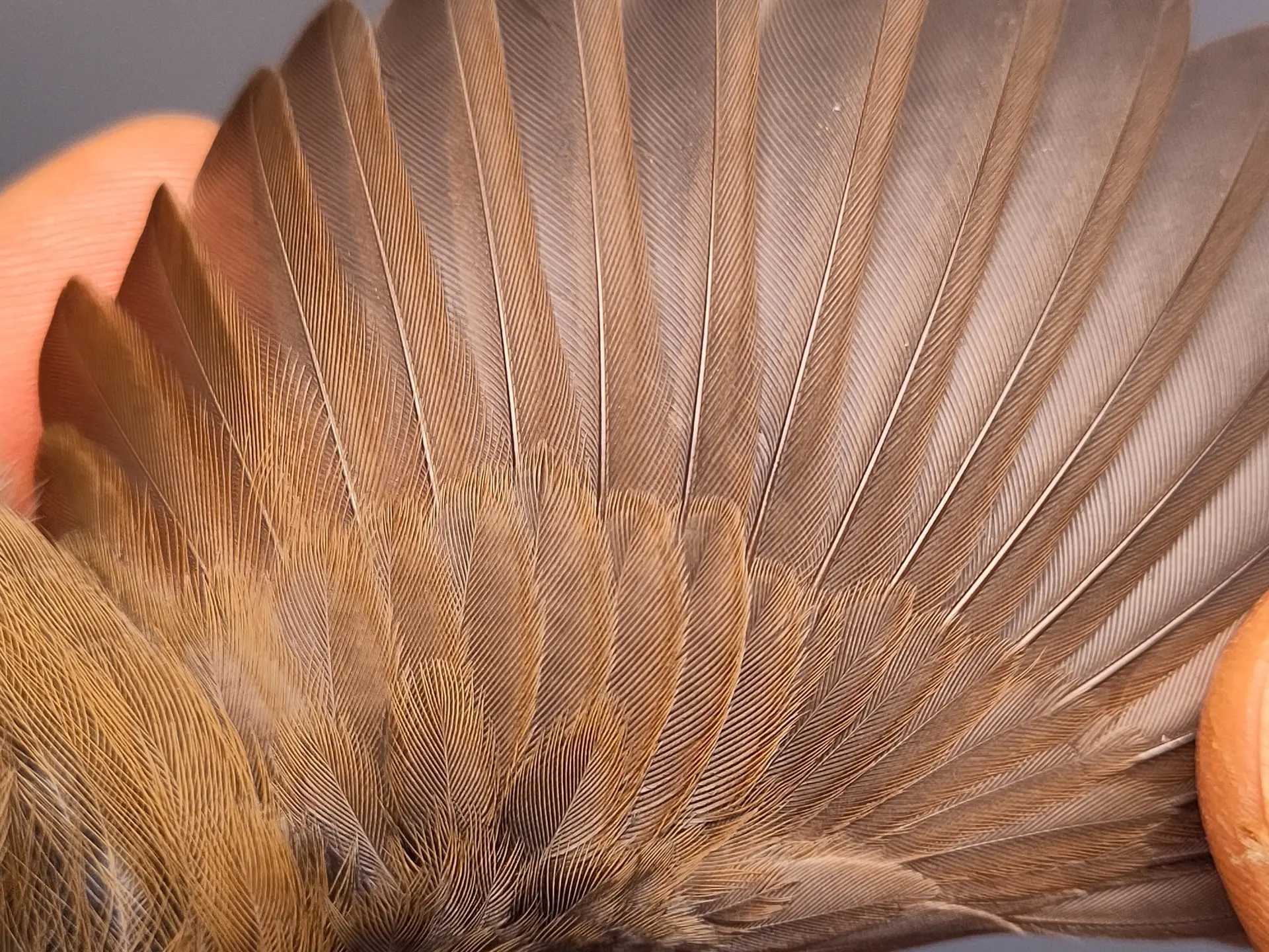 Vogelafbeelding