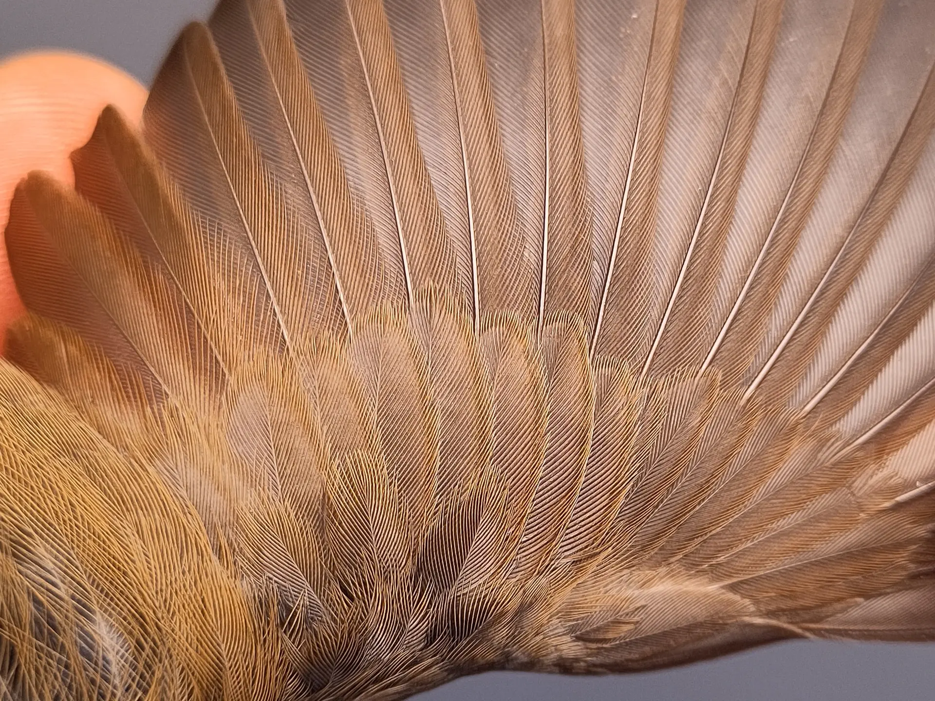 Vogelafbeelding