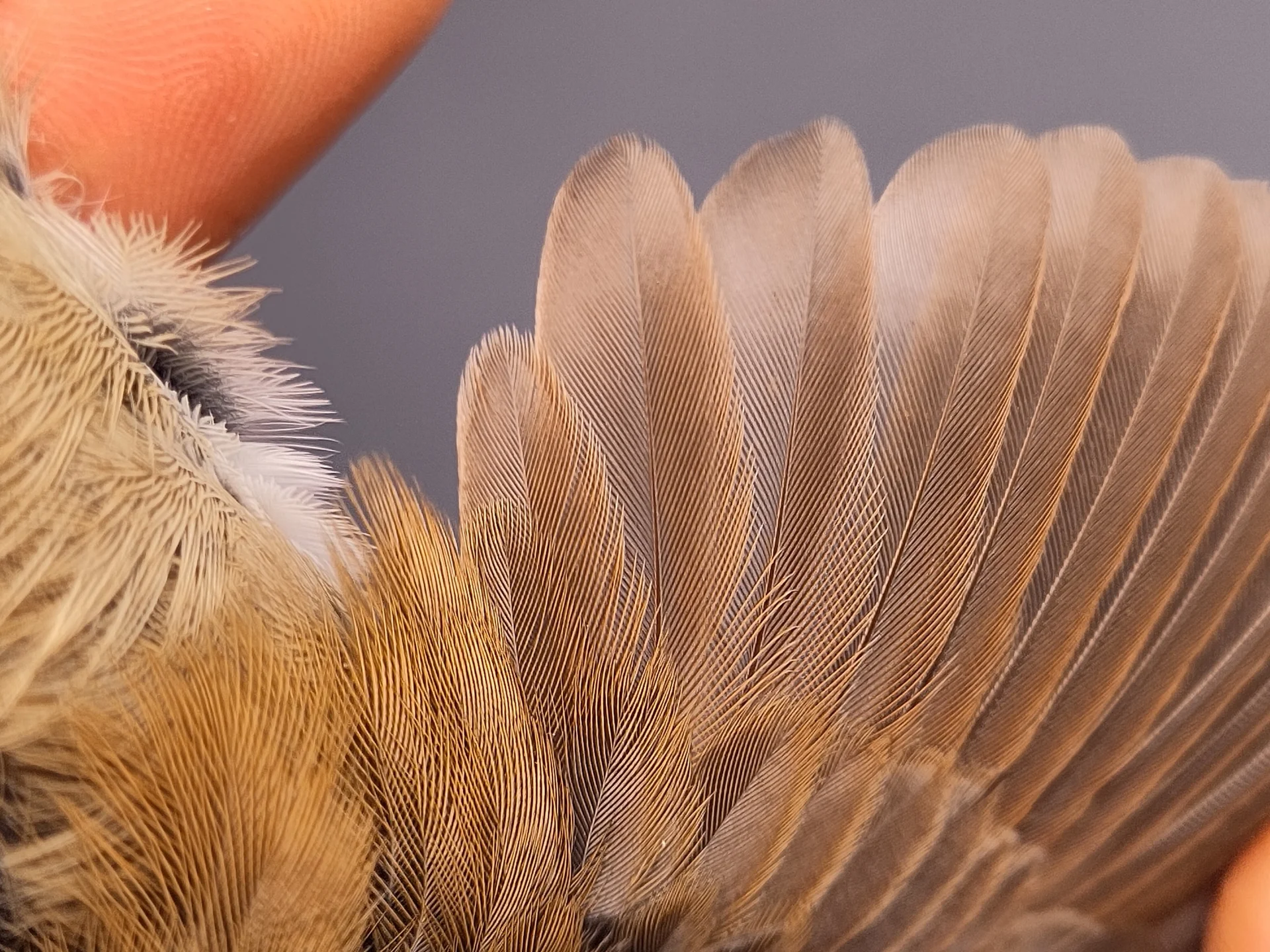 Vogelafbeelding