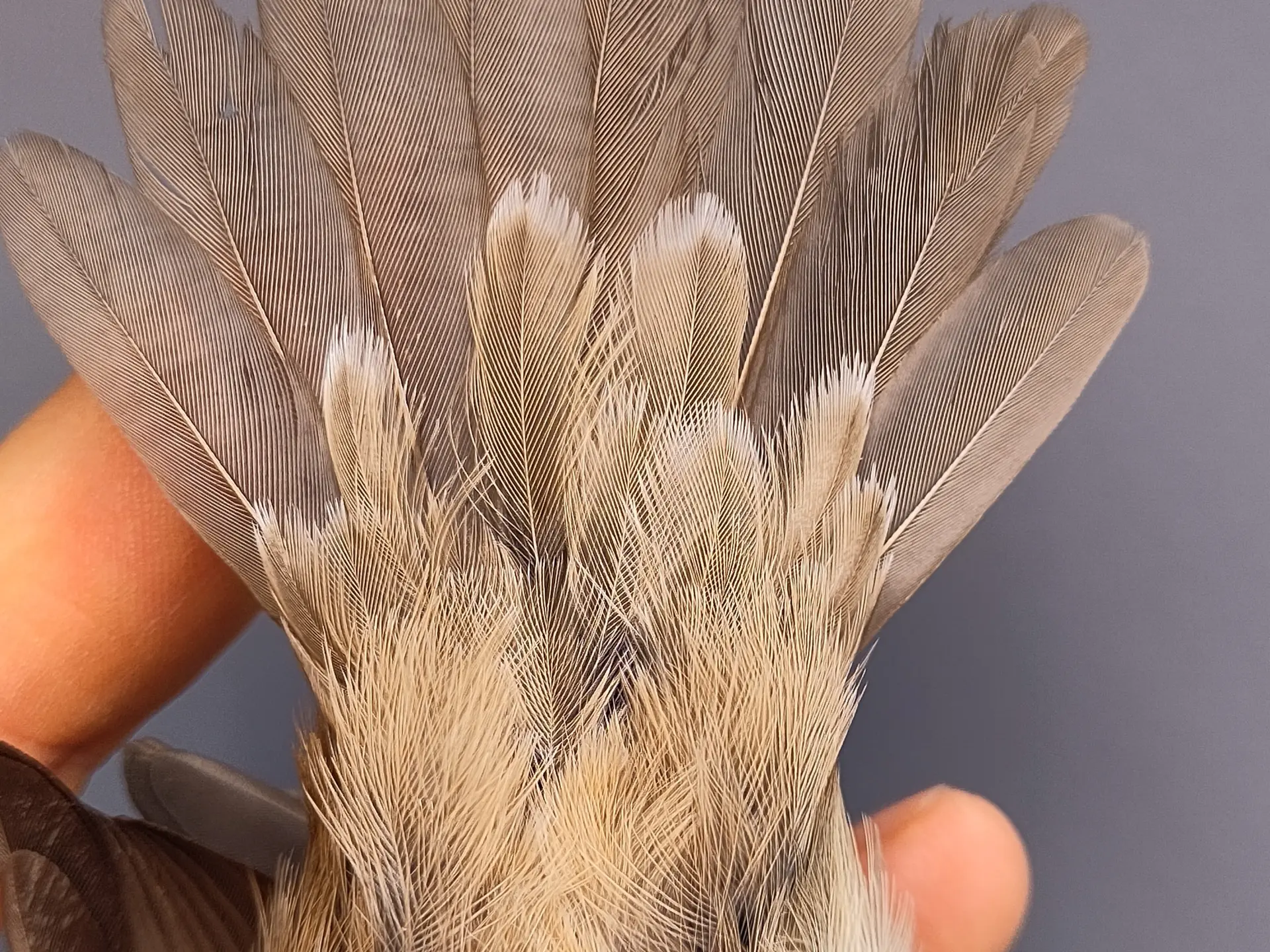 Vogelafbeelding