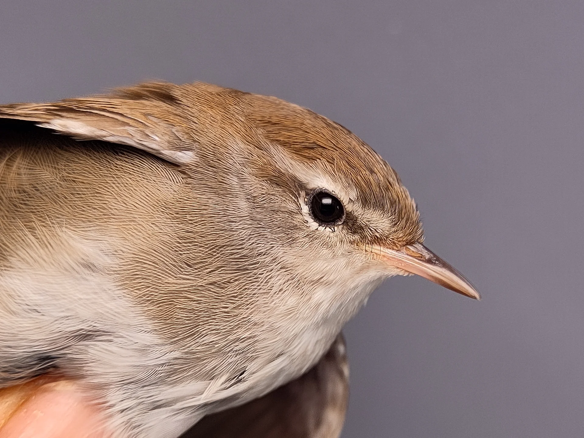 Vogelafbeelding