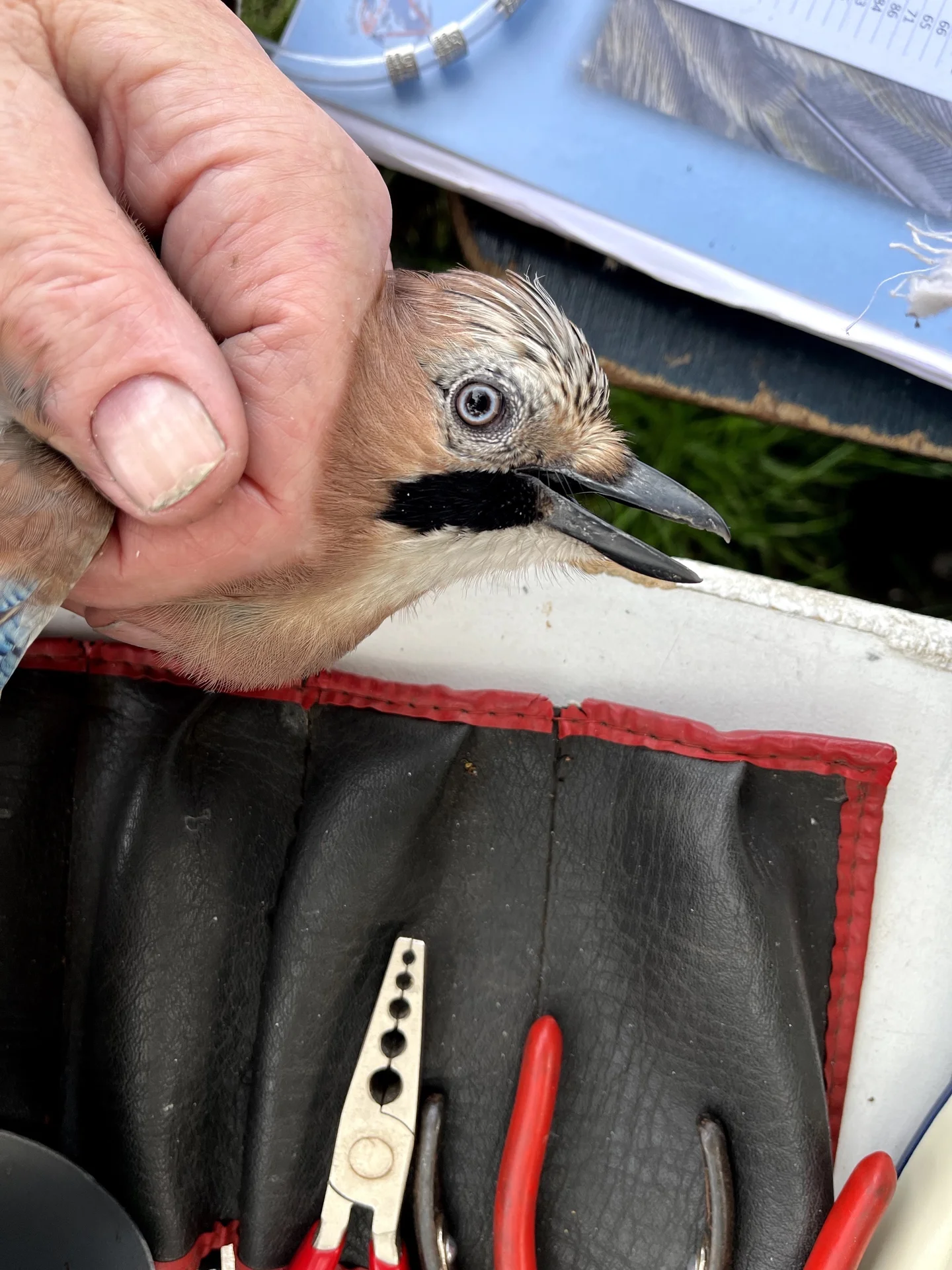 Vogelafbeelding