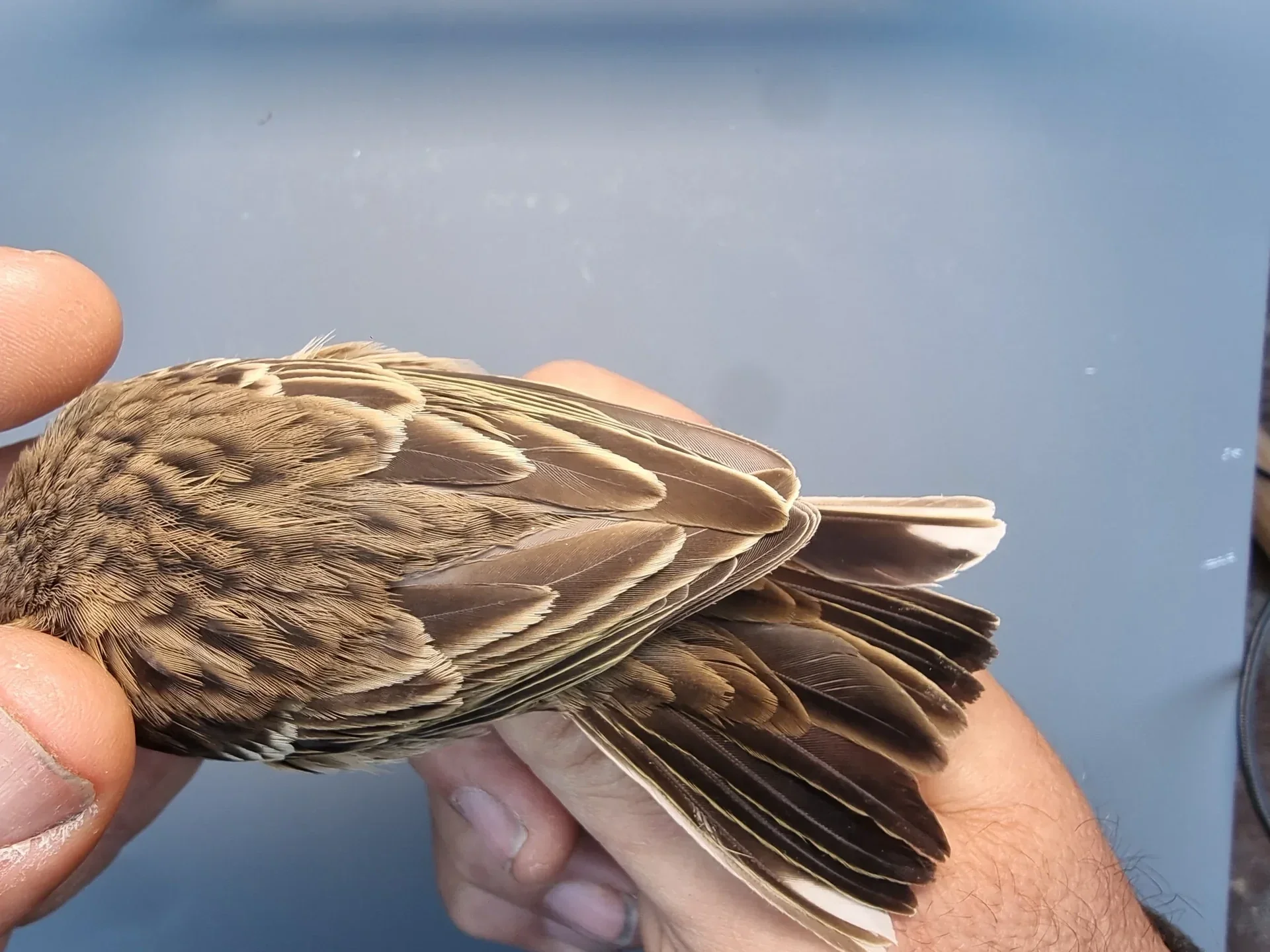Vogelafbeelding