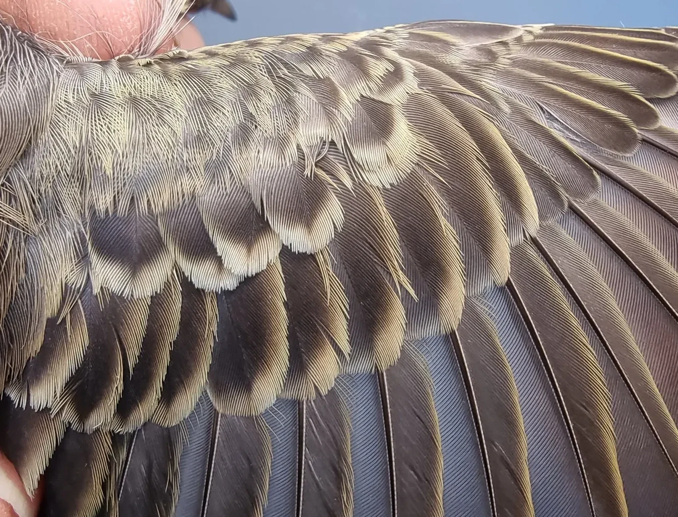 Vogelafbeelding