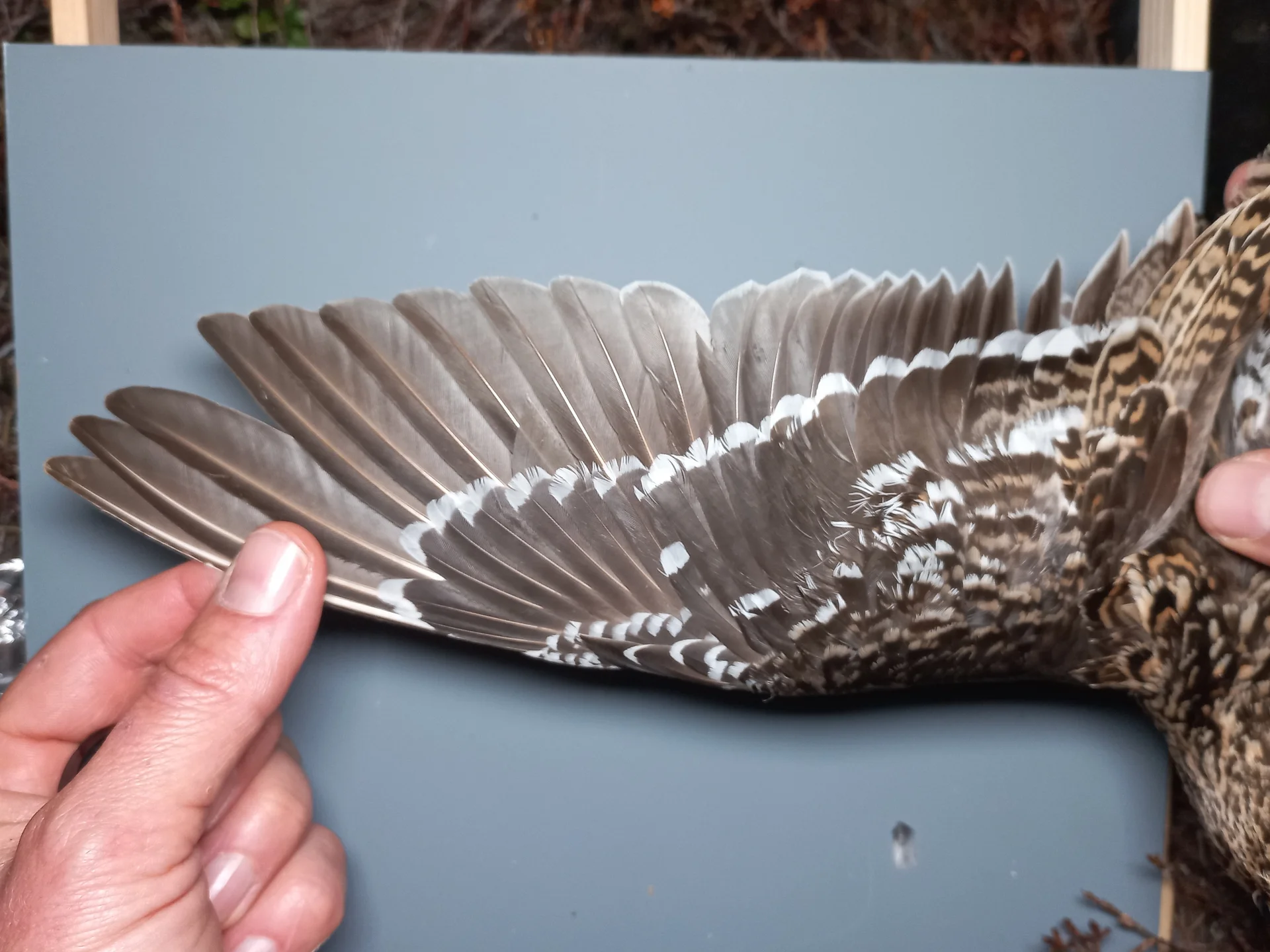 Vogelafbeelding