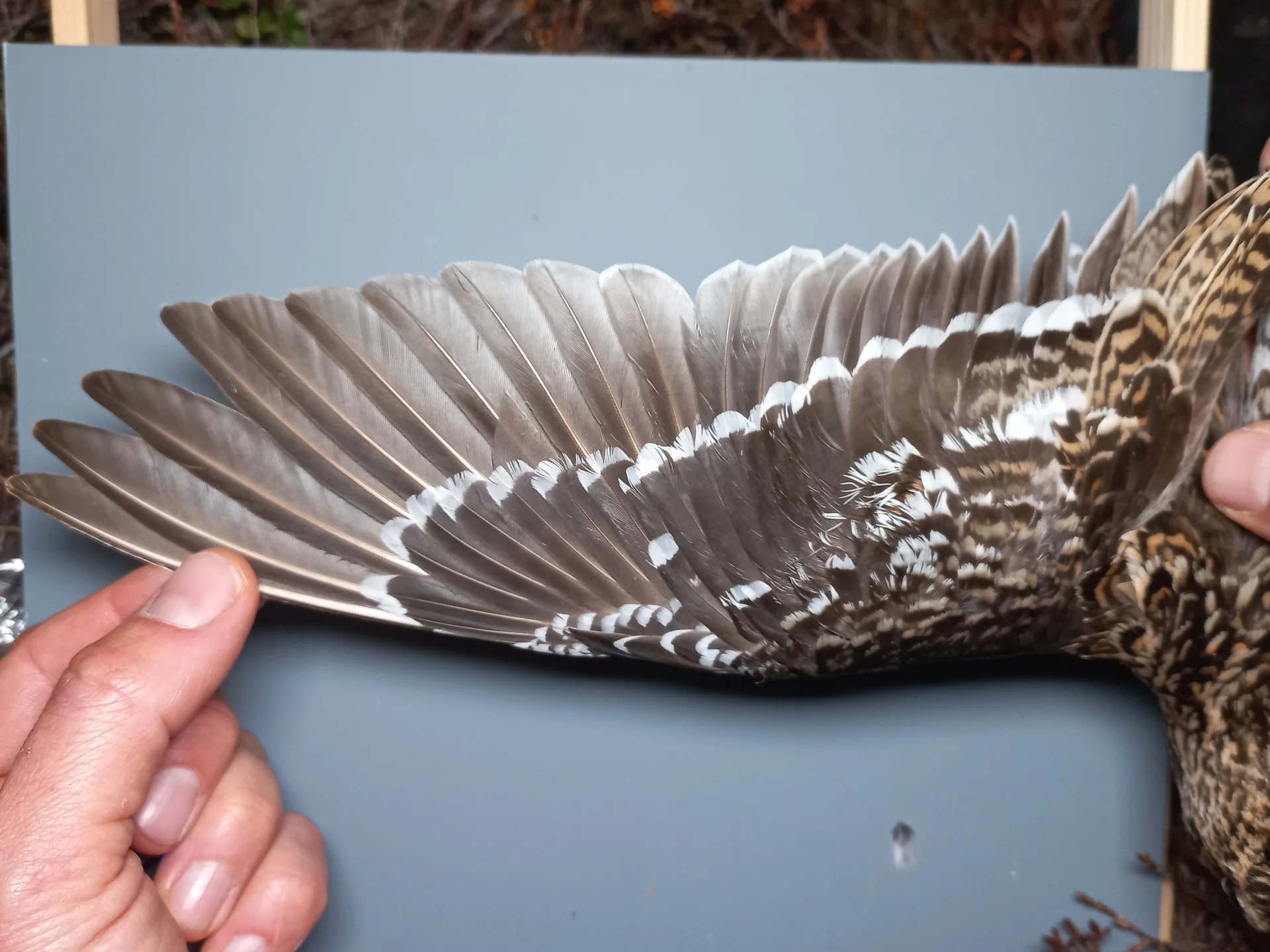 Vogelafbeelding