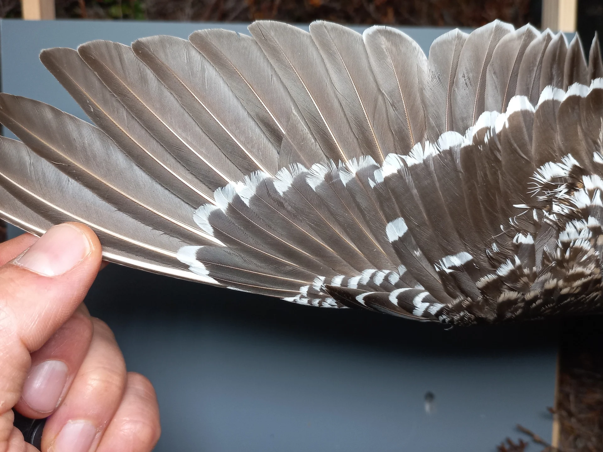 Vogelafbeelding