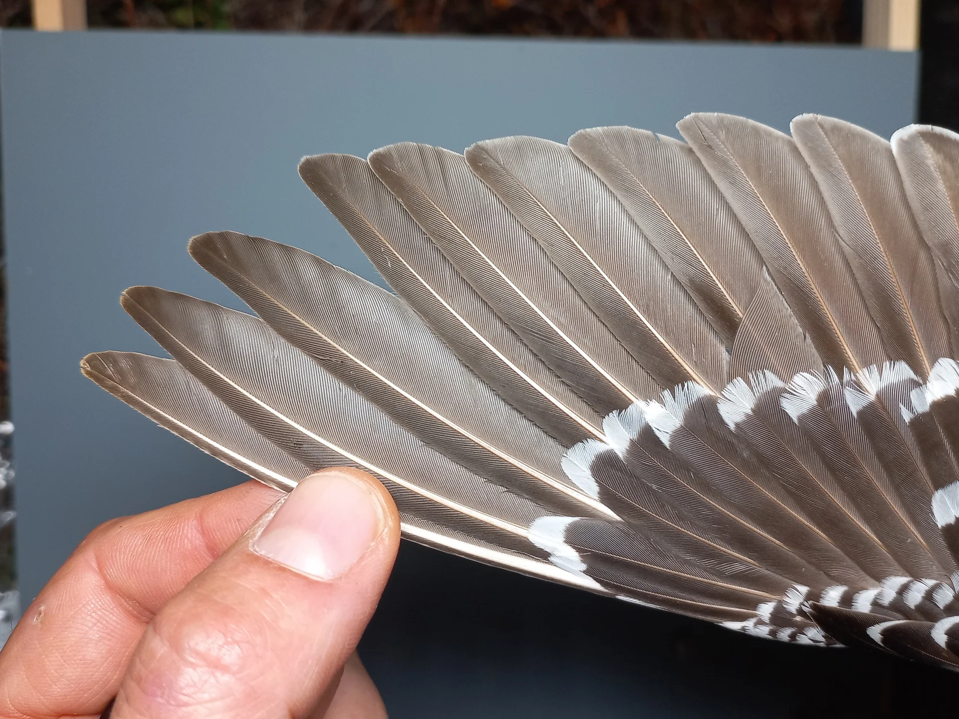 Vogelafbeelding