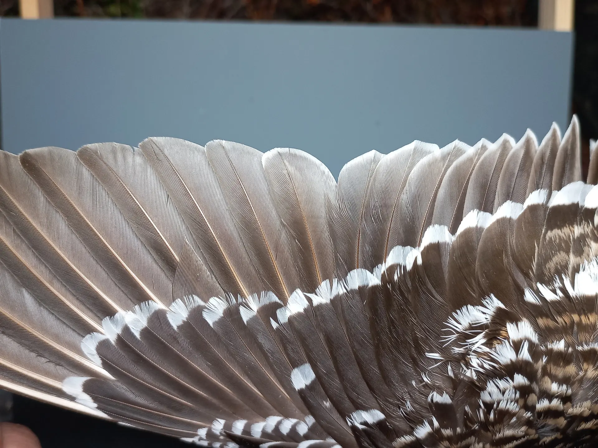 Vogelafbeelding