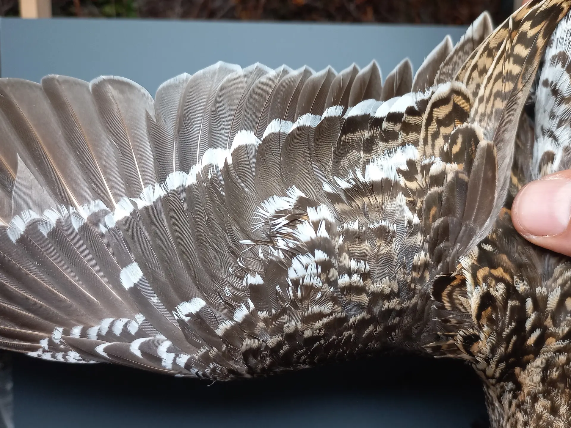 Vogelafbeelding
