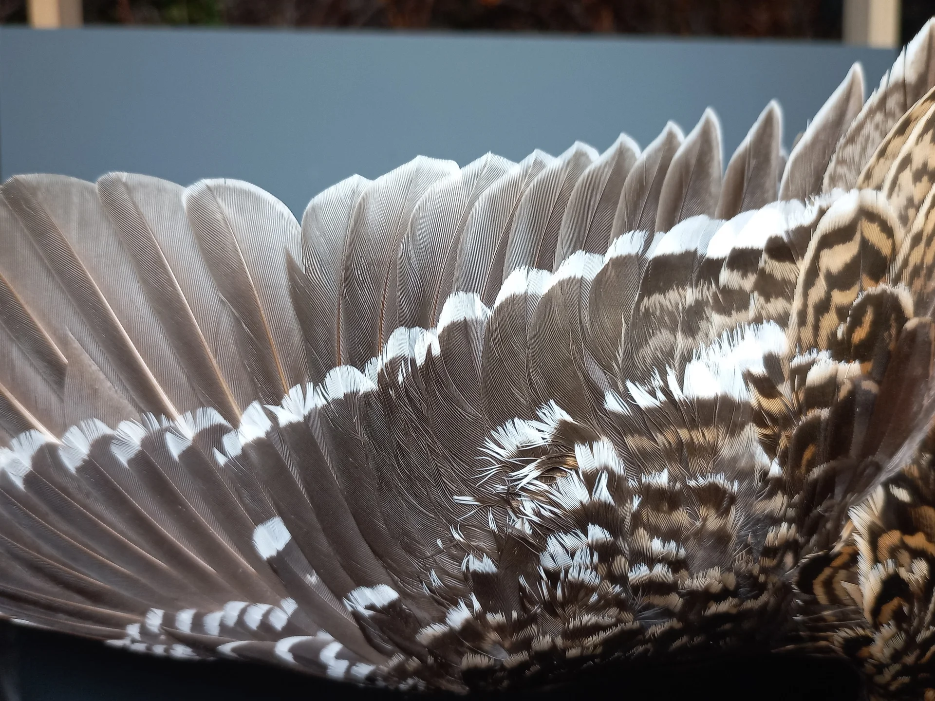 Vogelafbeelding