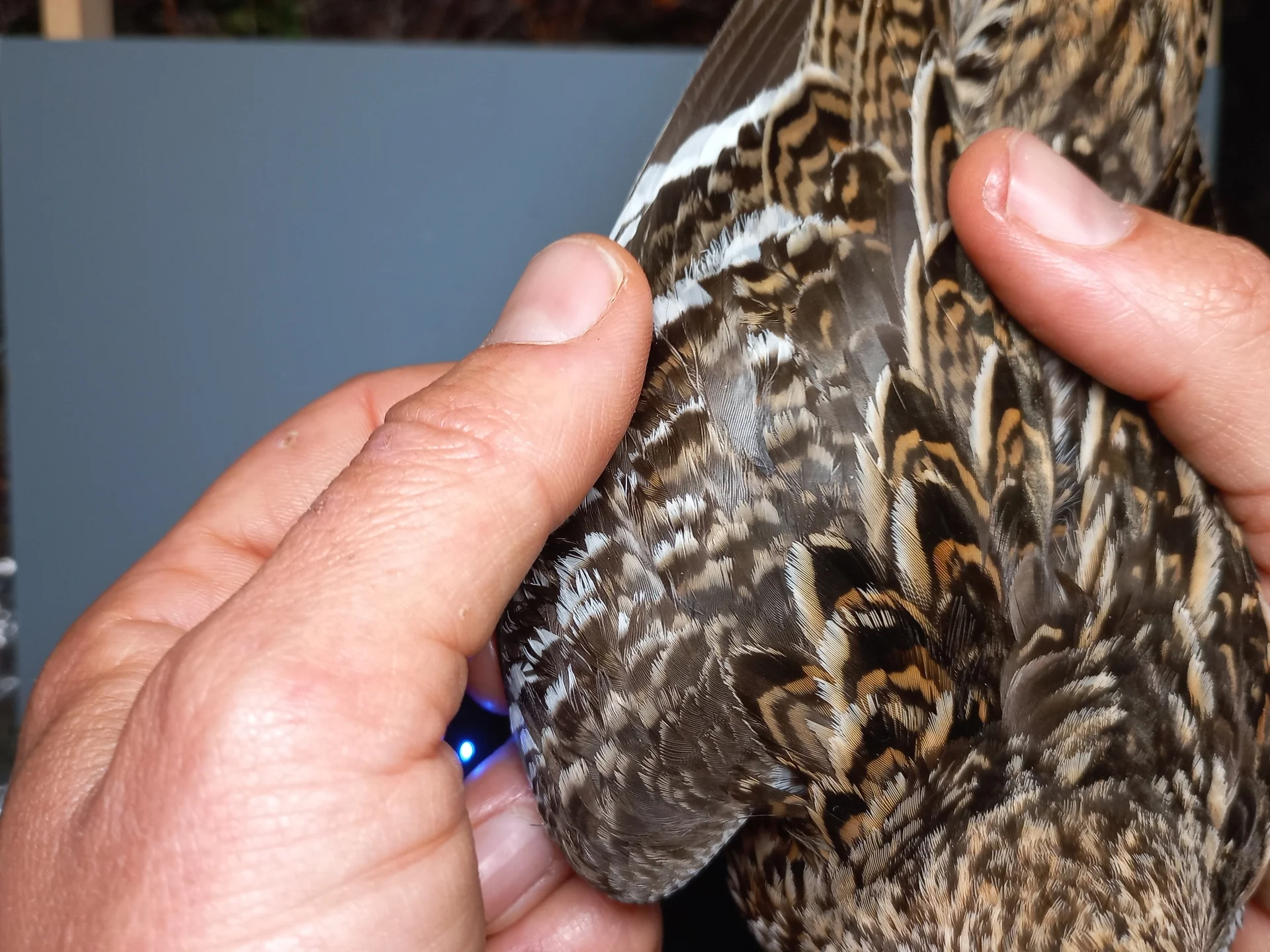 Vogelafbeelding