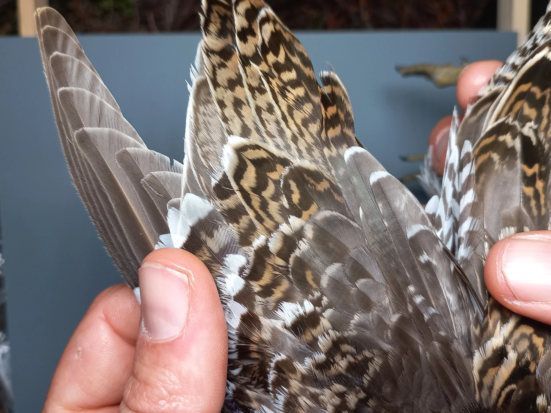 Vogelafbeelding