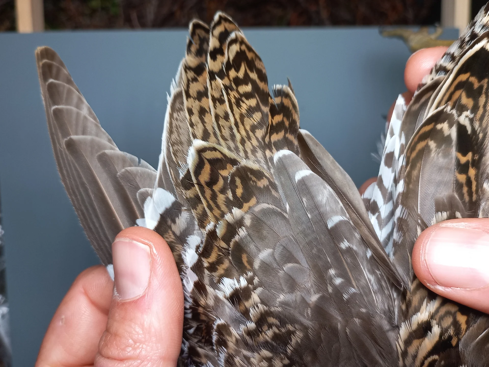 Vogelafbeelding