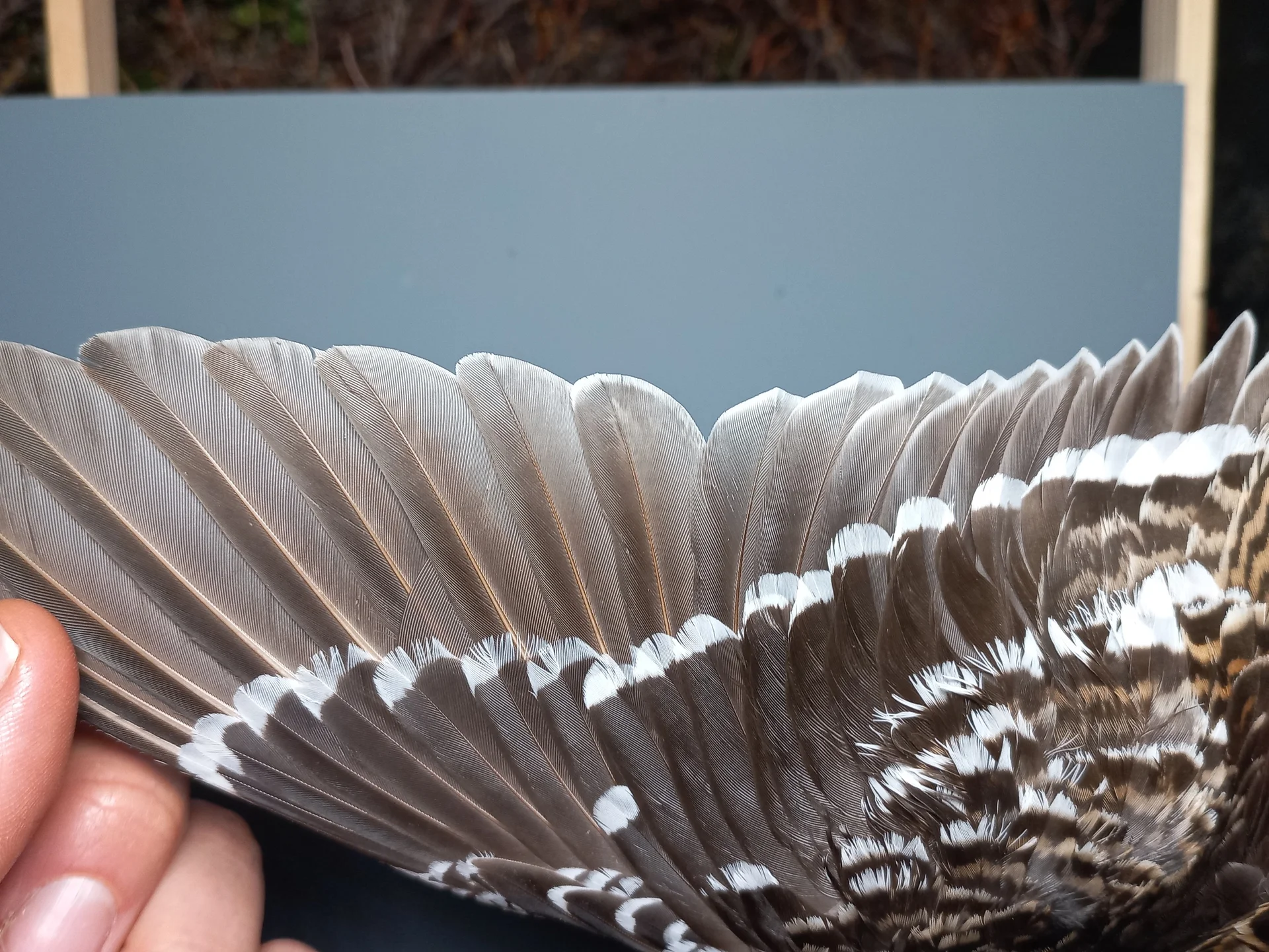 Vogelafbeelding