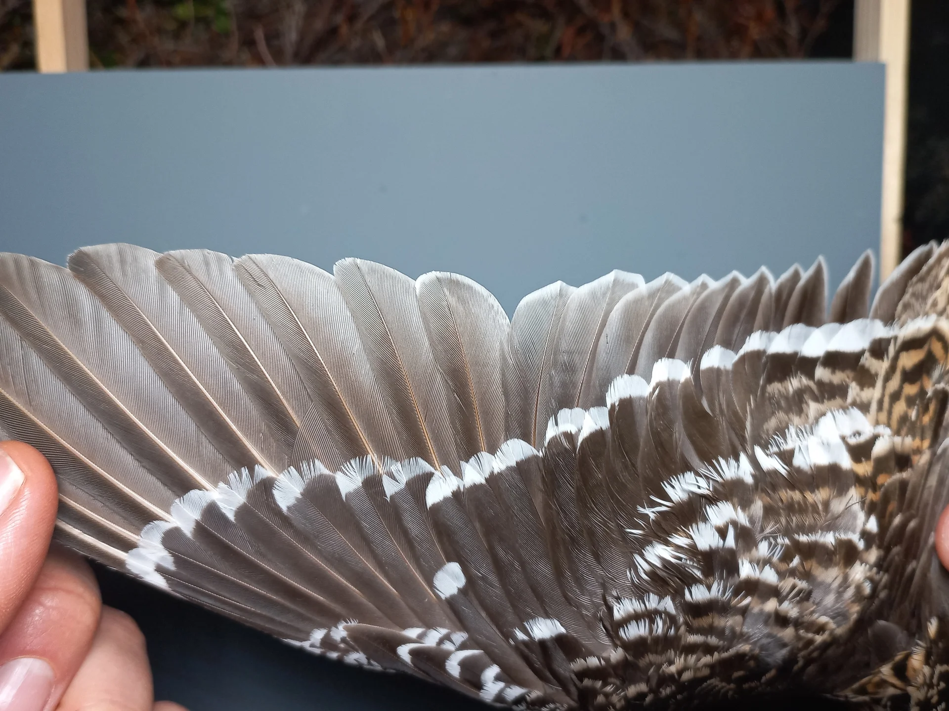 Vogelafbeelding