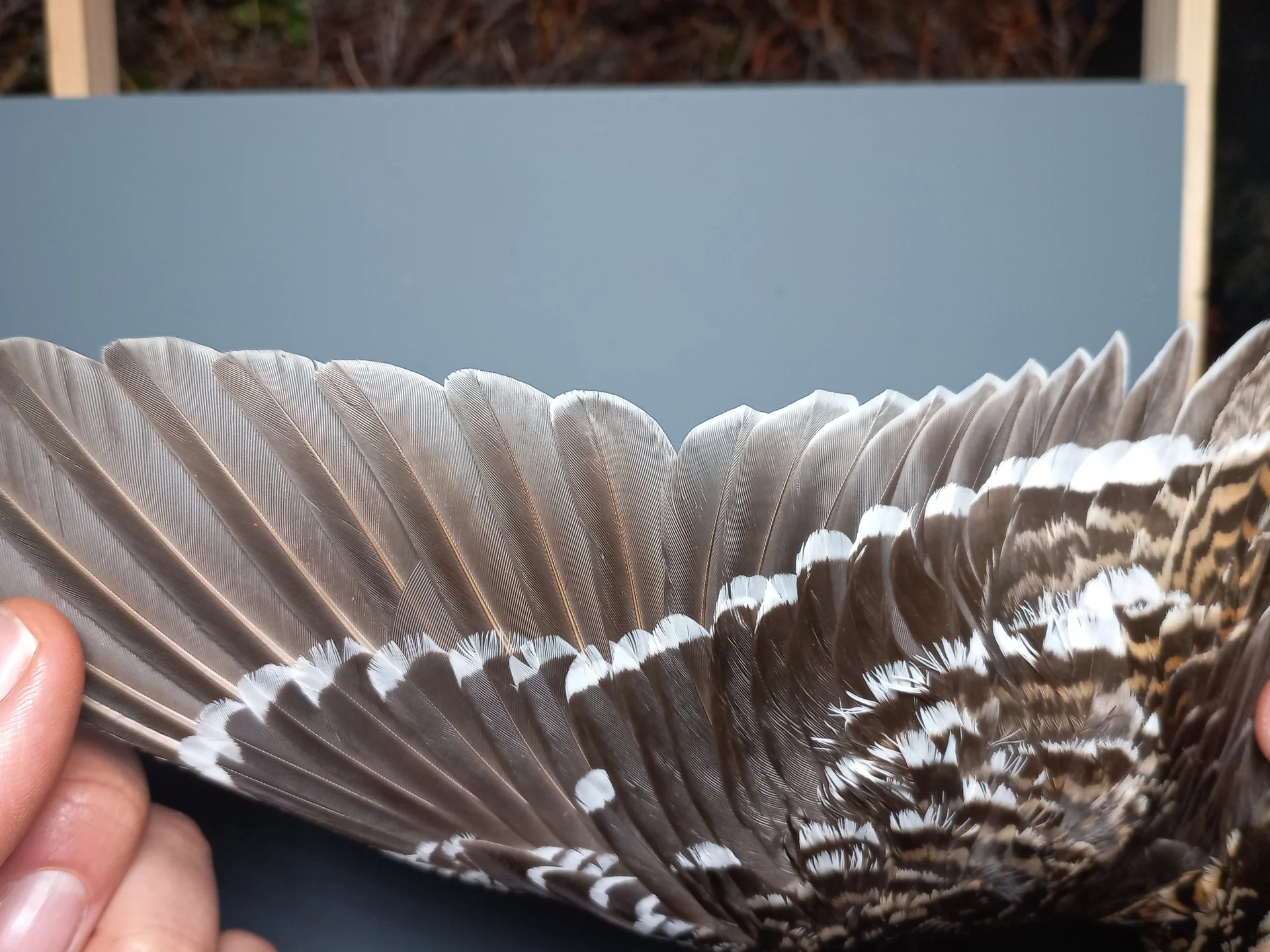 Vogelafbeelding
